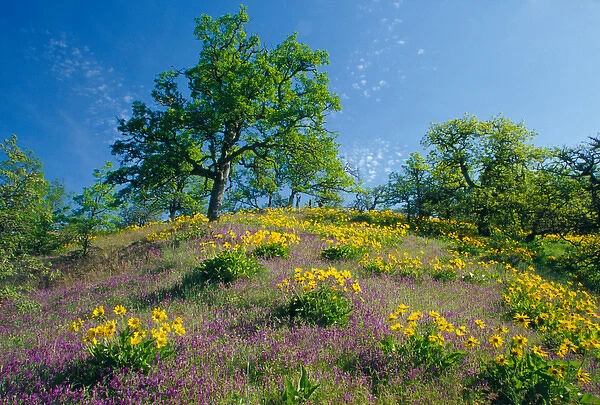 NA, USA, Oregon. Hillside of arrowleaf balsamroot and purple vetch with oak trees