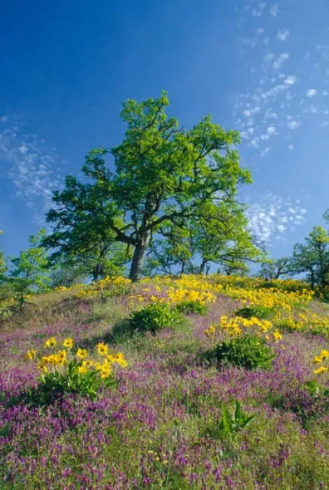 Framed Print : NA, USA, Oregon. Hillside of arrowleaf balsamroot and purple vetch with oak tree Framed Print : NA, USA, Oregon. Hillside of arrowleaf balsamroot and purple vetch with oak tree