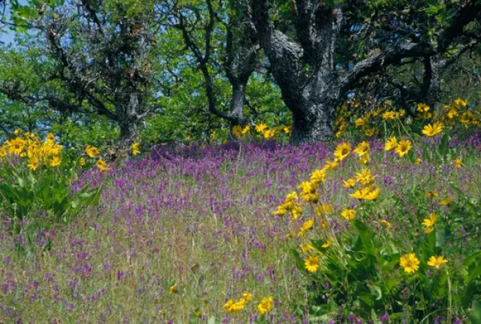 Framed Print : NA, USA, Oregon. Hillside of arrowleaf balsamroot and purple vetch with oak trees Framed Print : NA, USA, Oregon. Hillside of arrowleaf balsamroot and purple vetch with oak trees