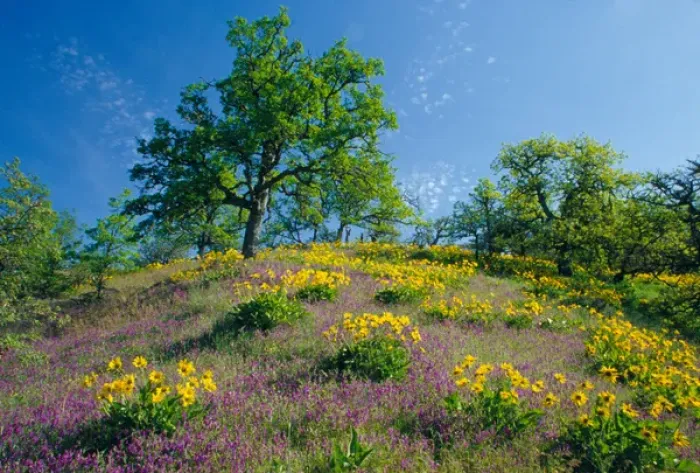 Framed Print : NA, USA, Oregon. Hillside of arrowleaf balsamroot and purple vetch with oak trees Framed Print : NA, USA, Oregon. Hillside of arrowleaf balsamroot and purple vetch with oak trees