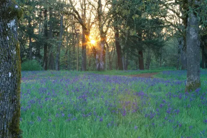 Framed Print : NA, USA, Oregon, Salem. Field of Camas Framed Print : NA, USA, Oregon, Salem. Field of Camas