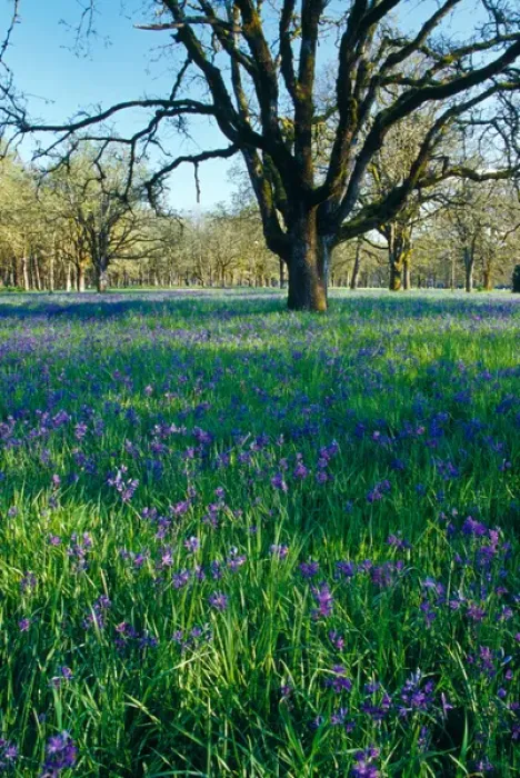 Framed Print : NA, USA, Oregon, Salem. Field of camas and oak trees Framed Print : NA, USA, Oregon, Salem. Field of camas and oak trees