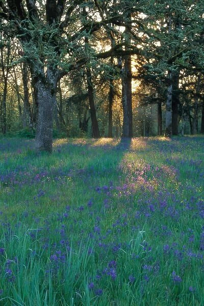 NA, USA, Oregon, Salem. Field of camas and oak trees