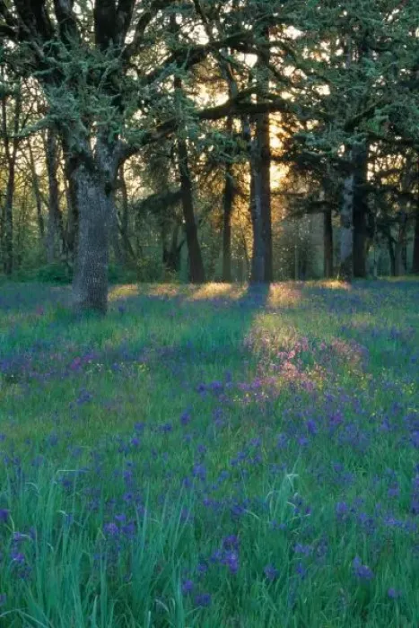 Framed Print : NA, USA, Oregon, Salem. Field of camas and oak trees Framed Print : NA, USA, Oregon, Salem. Field of camas and oak trees