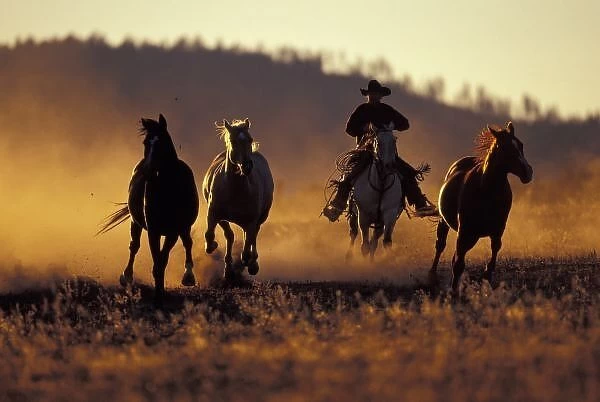 NA, USA, Oregon, Seneca, Ponderosa Ranch, Cowboy and horses running PR (MR)