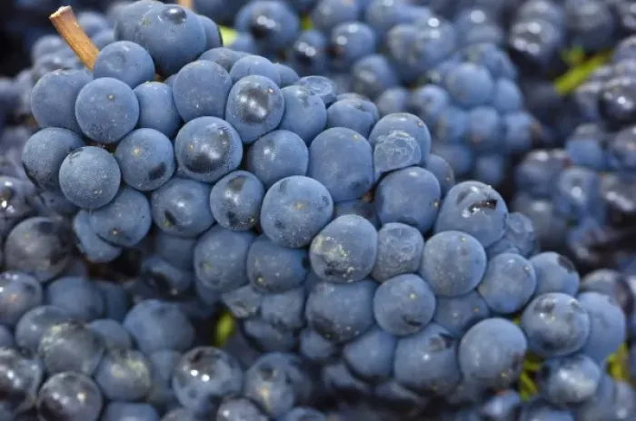 Framed Print : NA; USA; Oregon; Willamette; Pinot Noir; Grapes (Selective Focus) Framed Print : NA; USA; Oregon; Willamette; Pinot Noir; Grapes (Selective Focus)