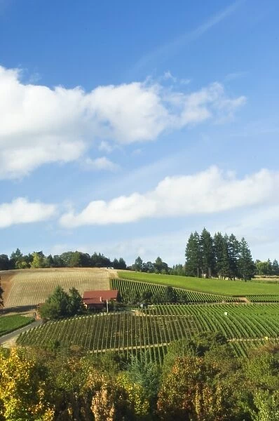 NA; USA; Oregon; Willamette Valley; Dundee; Red Hills; Domaine Drouhin Vineyard