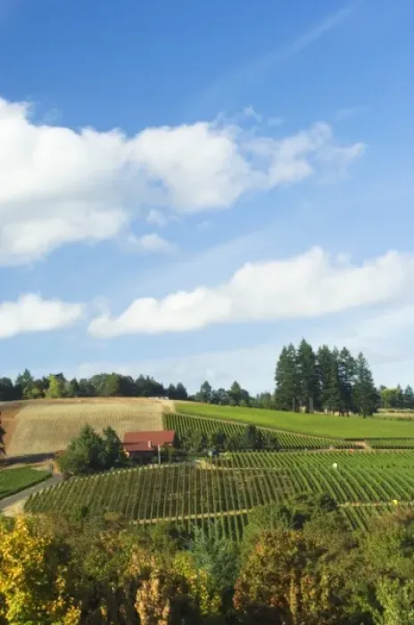 Framed Print : NA; USA; Oregon; Willamette Valley; Dundee; Red Hills; Domaine Drouhin Vineyard Framed Print : NA; USA; Oregon; Willamette Valley; Dundee; Red Hills; Domaine Drouhin Vineyard