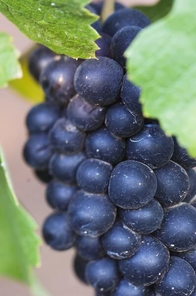 NA; USA; Oregon; Willamette Valley; Pinot Noir Grapes (selective focus)
