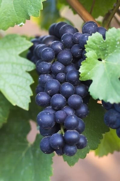 NA; USA; Oregon; Willamette Valley; Pinot Noir; Grapes (selective focus)