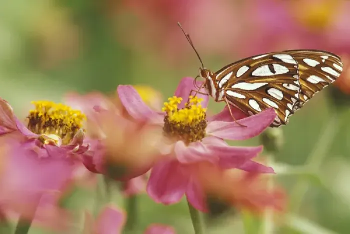 Framed Print : NA, USA, Seattle, Woodland Park Zoo Gulf fritillary butterfly on zinnia
