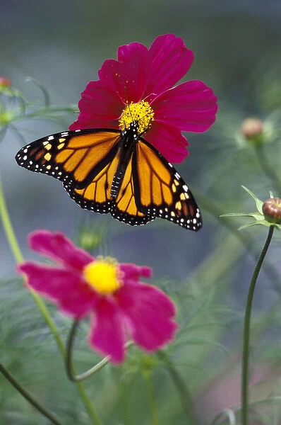 NA, USA, Seattle, Woodland Park Zoo Monarch butterfly on cosmos