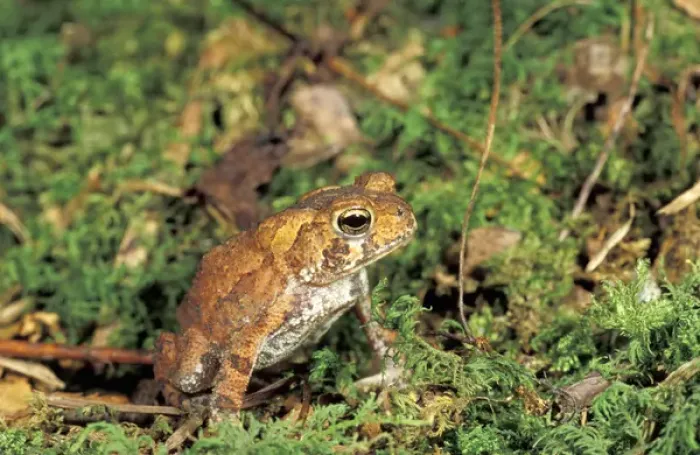 Framed Print : NA, USA, Tennesee, Smoky Mountain NP American toad (Bufo americanus) on moss Framed Print : NA, USA, Tennesee, Smoky Mountain NP American toad (Bufo americanus) on moss