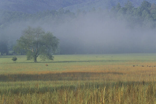 NA, USA, Tennessee, Great Smoky Mountains NP Morning mist, Cades Cove