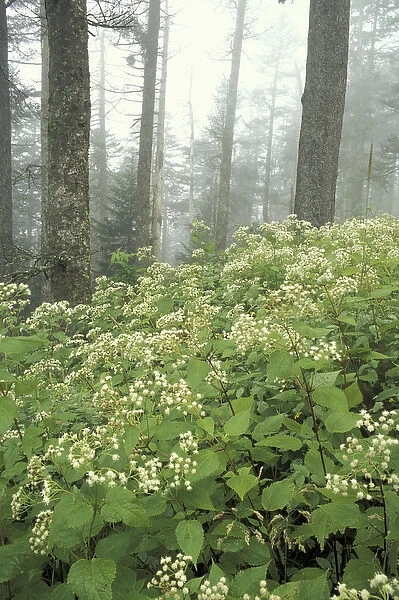 NA, USA, Tennessee, Great Smoky Mountains NP White snakeroot and fog, Clingman s