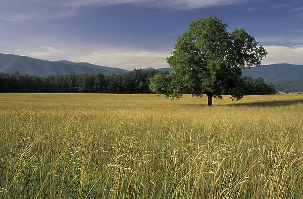NA, USA, Tennessee, Great Smoky Mountains NP Single tree in grassy field, Cades Cove