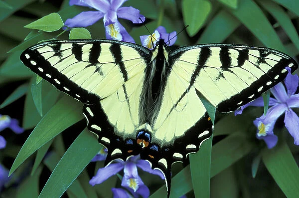 NA, USA, Tennessee, Great Smoky Mountains NP Eastern swallowtail on iris