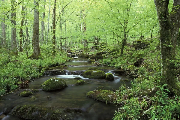 NA, USA, Tennessee, Great Smoky Mountains NP Small stream