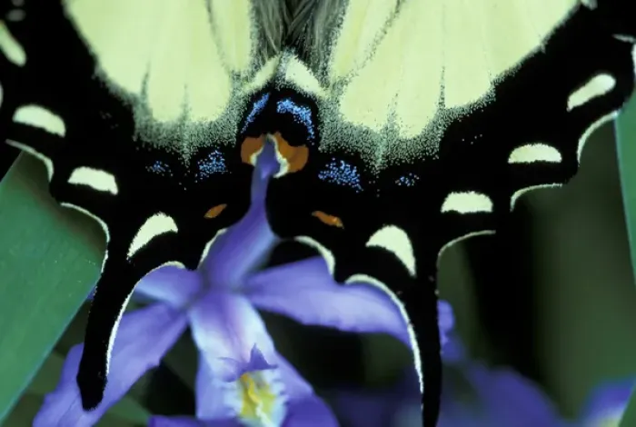Framed Print : NA, USA, Tennessee, Great Smoky Mountains NP Eastern swallowtail butterfly