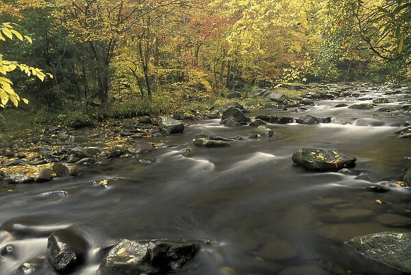 NA, USA, Tennessee, Great Smoky Mountains NP Fall colors along Little Pigeon River