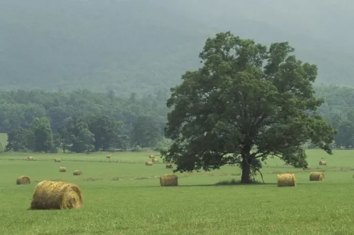 Framed Print : NA, USA, Tennessee, Great Smoky Mountains NP Hay bale and single tree, Cades Cove Framed Print : NA, USA, Tennessee, Great Smoky Mountains NP Hay bale and single tree, Cades Cove