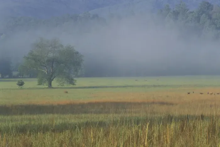 Framed Print : NA, USA, Tennessee, Great Smoky Mountains NP Morning mist, Cades Cove