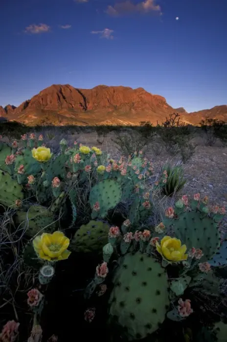 Framed Print : NA, USA, Texas, Big Bend NP Cacti Framed Print : NA, USA, Texas, Big Bend NP Cacti