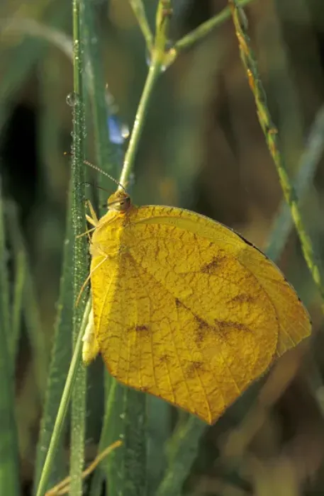 Framed Print : NA, USA, Texas, Brooks County Tailed orange butterfly (Eurema proterpia) on a Framed Print : NA, USA, Texas, Brooks County Tailed orange butterfly (Eurema proterpia) on a