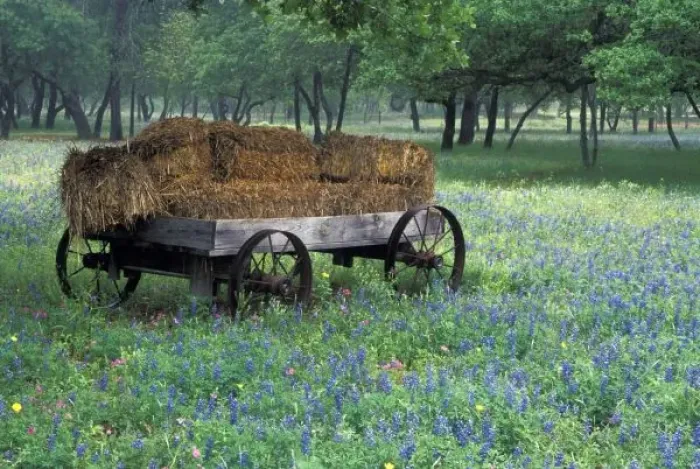 Framed Print : NA, USA, Texas, east of Devine, Old wagon in field of wildflowers Framed Print : NA, USA, Texas, east of Devine, Old wagon in field of wildflowers
