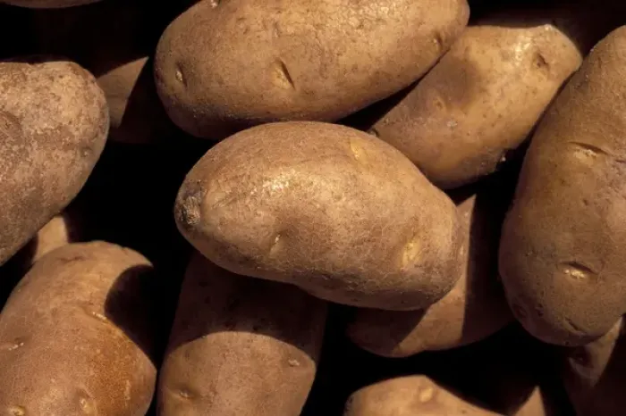 Framed Print : NA, USA, Texas, Forst Worth At Main Street Fiesta, detail of potatoes at french Framed Print : NA, USA, Texas, Forst Worth At Main Street Fiesta, detail of potatoes at french