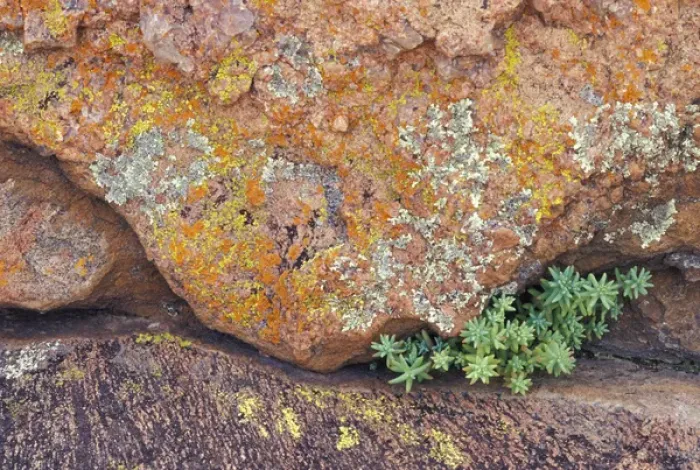 Framed Print : NA, USA, Texas, Hill Country Lichen-covered rock