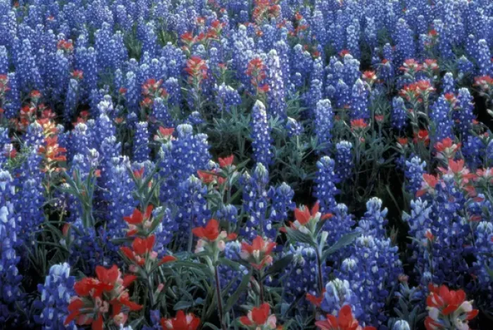 Framed Print : NA, USA, Texas Hill Country. Texas Paintbrush and Bluebonnets