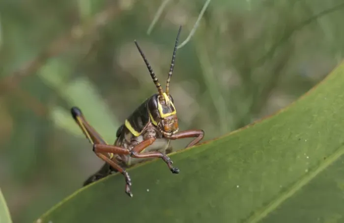 Framed Print : NA, USA, Texas, Rio Grande valley Rainbow grasshopper (Dactylotum bicolor)