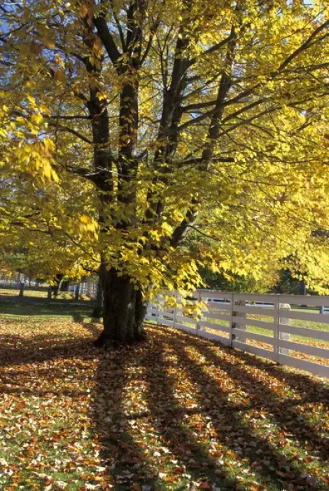 Framed Print : NA, USA, Vermont Maple and fence