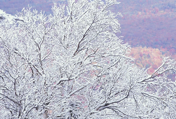 NA, USA, Vermont, near E. Burke Fresh snowfall on birch, Burke Mountain