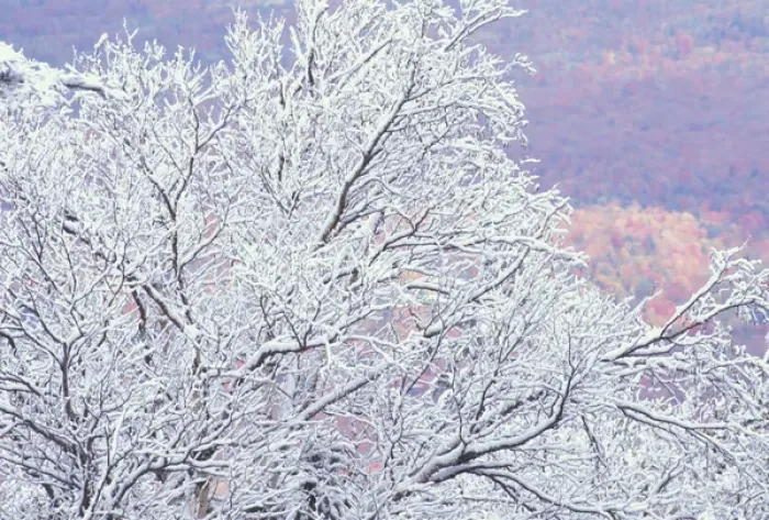 Framed Print : NA, USA, Vermont, near E. Burke Fresh snowfall on birch, Burke Mountain Framed Print : NA, USA, Vermont, near E. Burke Fresh snowfall on birch, Burke Mountain