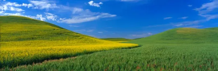 Framed Print : NA, USA, WA, Whitman County, Colfax, Canola and Wheat Feilds Spring Framed Print : NA, USA, WA, Whitman County, Colfax, Canola and Wheat Feilds Spring