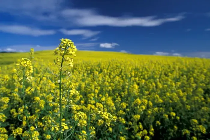 Framed Print : NA, USA, WA, Whitman County, Palouse region, mustard crop, NR Framed Print : NA, USA, WA, Whitman County, Palouse region, mustard crop, NR