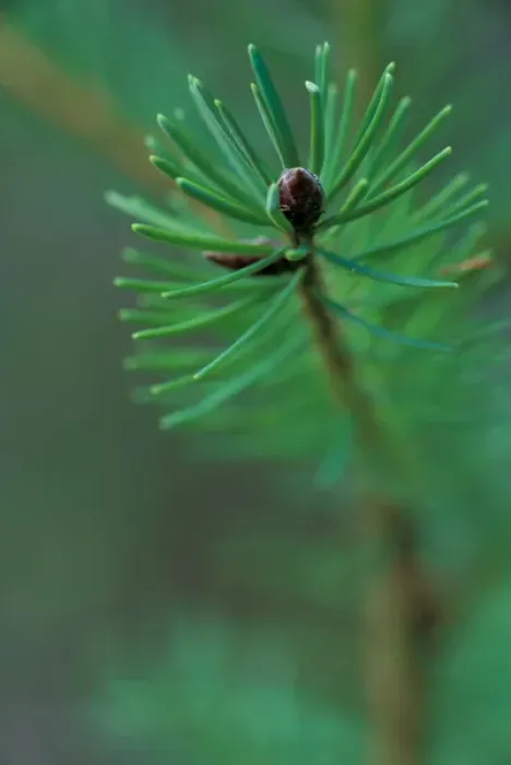 Framed Print : NA, USA, WA, young Douglas Fir detail