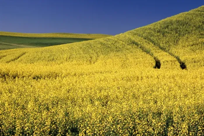 Framed Print : NA, USA, Washington, Canola Field with tracks Framed Print : NA, USA, Washington, Canola Field with tracks