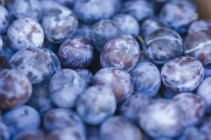 Framed Print : NA; USA; Washington; Chelan; Plums (selective focus}