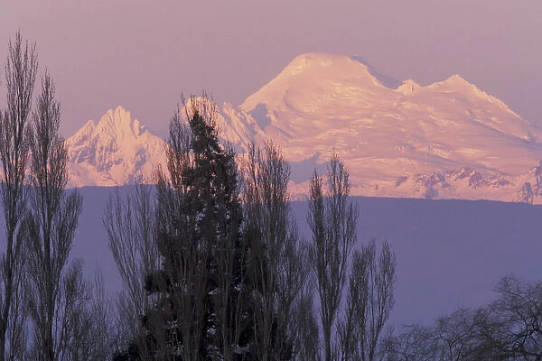 NA, USA, Washington, Conway, Skagit Valley. Mt. Baker seen at dawn from the Skagit Valley