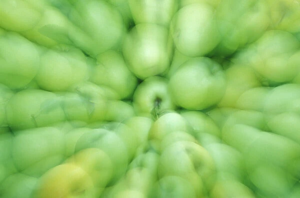 NA, USA, Washington, Eastern Washington Just-picked apples in orchard