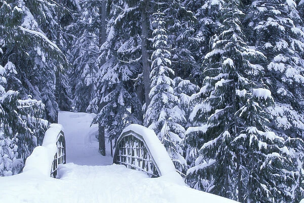 NA, USA, Washington, Eastern Washington Snow-covered bridge and fir trees, winter