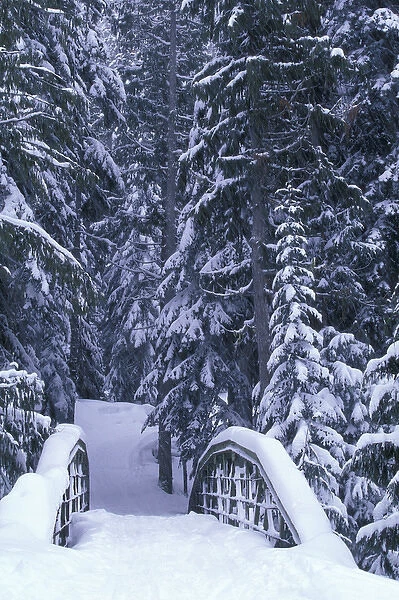 NA, USA, Washington, Eastern Washington Snow-covered bridge and fir trees, winter