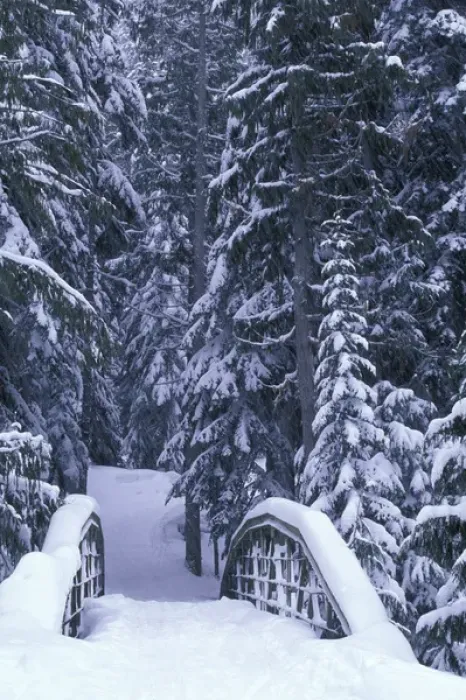 Framed Print : NA, USA, Washington, Eastern Washington Snow-covered bridge and fir trees, winter