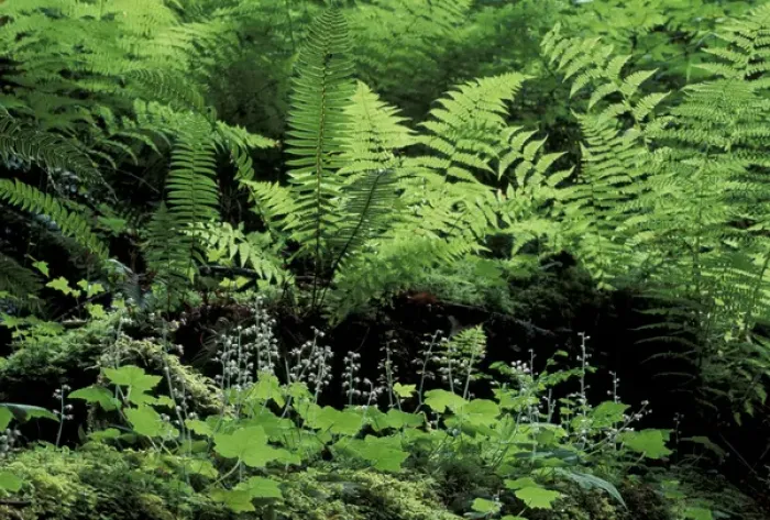 Framed Print : NA, USA, Washington Ferns