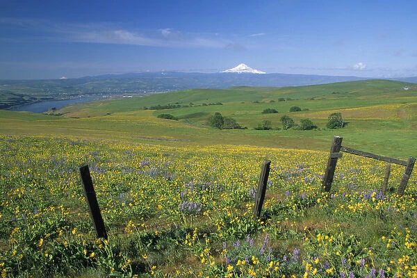 NA, USA, Washington. Field of arrowleaf balsamroot and lupine on hillside overlooking