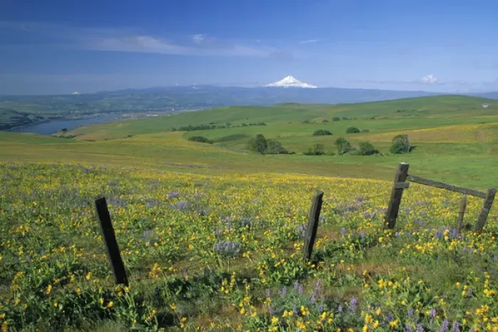 Framed Print : NA, USA, Washington. Field of arrowleaf balsamroot and lupine on hillside overlooking Framed Print : NA, USA, Washington. Field of arrowleaf balsamroot and lupine on hillside overlooking