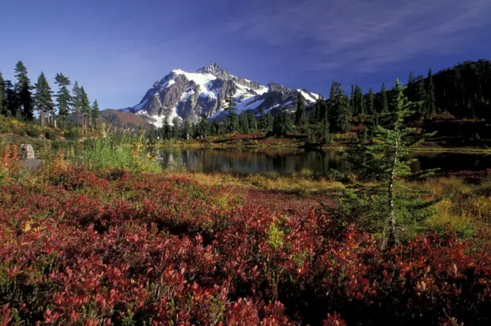 Framed Print : NA, USA, Washington, Heather Meadows RA Mount Shuksan at Heather Meadows; fall Framed Print : NA, USA, Washington, Heather Meadows RA Mount Shuksan at Heather Meadows; fall
